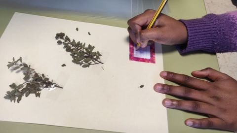 Cada planta se identificó con una ficha descriptiva