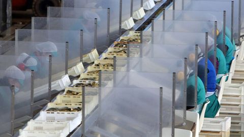 Obreiras da conserva nunha cadea de elaborados.
