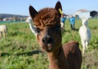 En la granja de Rebordech� hay ocho alpacas. 