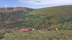 Trabajos de retirada de pinos en zonas de turbera de la Serra do Xistral 