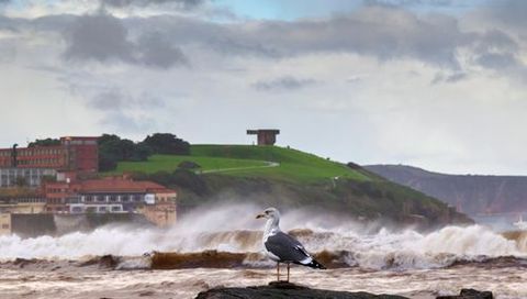 Una gaviota junto al oleaje de la playa de San Lorenzo, en Gijn