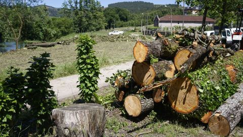 Imagen de archivo de una tala de �rboles en la comarca de O Ribeiro