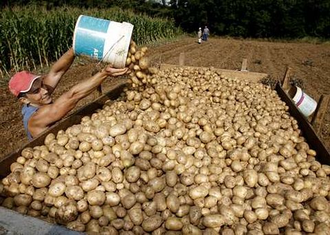 El cultivo de patata ofrece mayores m�rgenes de beneficio que otros productos agrarios.