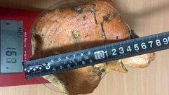 El sombrero del hongo, de 184 gramos de peso, tiene un di�metro de cerca de dieciocho cent�metros