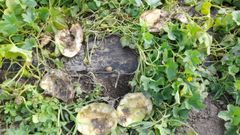 Imagen de unas sand�as comidas por jabal�es