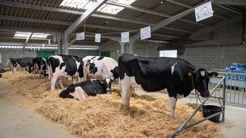 Subasta de ganado fris�n en Friol