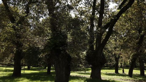 Carballeira de Caldas