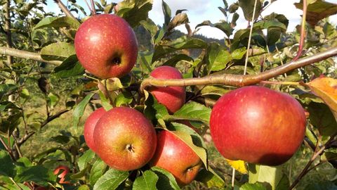 Manzana de la variedad reineta de gardar, en la plantacin ecolgica de Manuel Varela, en Narao (San Sadurnio).