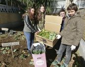 Los rapaces recogieron las verduras de la cosecha de invierno de su huerto