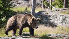 Oso pardo, especie en peligro de extinci�n