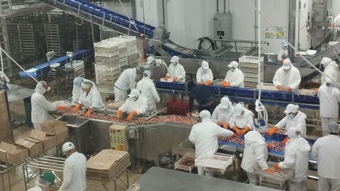 Procesado de langostino en la planta de Greciamar
