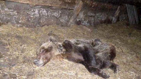 Osa rescatada en Belmonte, que falleci� d�as despu�s, y que fue un caso sospechoso de envenenamiento.Osa rescatada en Belmonte, que falleci� d�as despu�s, y que fue un caso sospechoso de envenenamiento