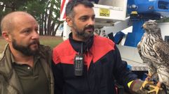 Azor recuperado en Oleiros