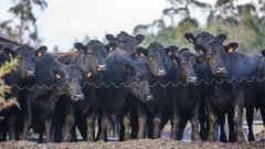 Su car�cter d�cil fue uno de los principales motivos por los que �lvaro eligi� la raza Angus para su explotaci�n.