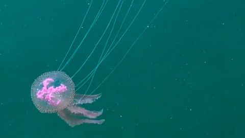 Medusas en la ra de Ferrol