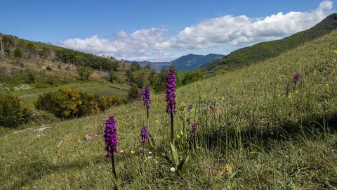 Ejemplares de la orqudea Orchus masculae en el Alto da Pedra