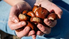 MAGOSTO EN MONTEALEGRE.Casta�as reci�n recogidas