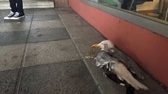 Gaviota en General Sanjurjo 46