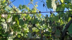 Imagen de vi�edo con mildiu en la denominaci�n de origen R�as Baixas