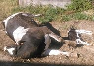 Dos de los animales que aparecieron muertos en los �ltimos meses.