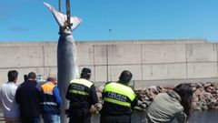 Retiran con una gr�a el cet�ceo varado en El Musel