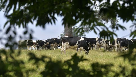 Vacas pastando en la granja de Xanceda.