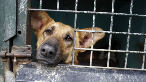 Un perro en el refugio de la protectora de animales de Lugo, en una fotografa de archivo