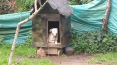 Perro encadenado en O Temple, Cambre