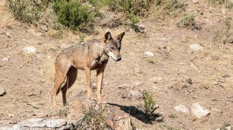 Imagen de archivo de un lobo ib�rico