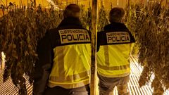 Plantaci�n de marihuana en una nave de Pereiro de Aguiar
