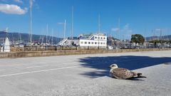 La gaviota protagonista de esta historia