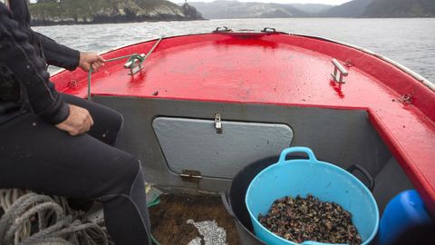 Imagen de archivo de percebes