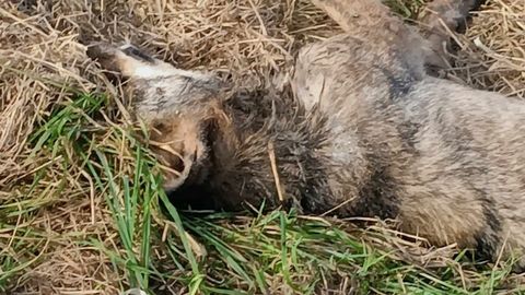 Ejemplar de lobo hallado muerto en Castropol