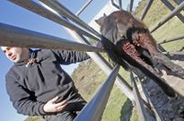 <span lang= es-es >�ltimo episodio</span>. Un potro de los comuneros de Baro�a fue atacado en la madrugada de ayer en las patas traseras, pero logr� huir por el monte despu�s de romper un cierre de madera. 