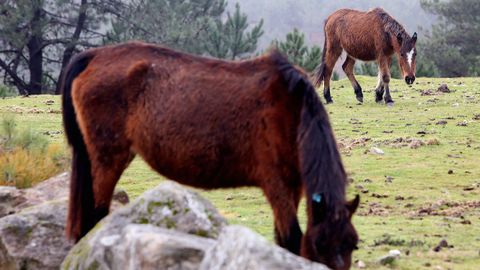 Unos caballos mostrencos pastando