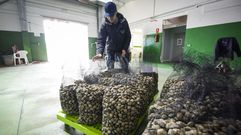 La lonja de Campelo concentra las ventas de almeja en la r�a de Pontevedra