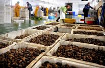 Vista de una subasta de almeja en las instalaciones de la lonja ferrolana de Curuxeiras.