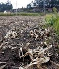 La depuradora se construir� en una finca de 18.000 metros cuadrados