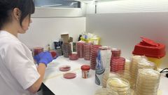 Trabajo en el laboratorio de Microbiolox�a de Ferrol. 