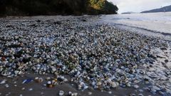 Bivalvo muerto en la playa de Testal
