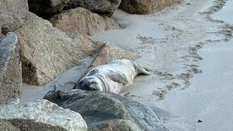 El ejemplar de foca gris descansa junto al muelle viejo del puerto de Laxe, en la playa del casco urbano.
