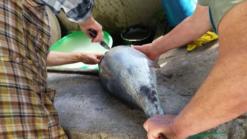 Preparando�o bonito para ser envasado