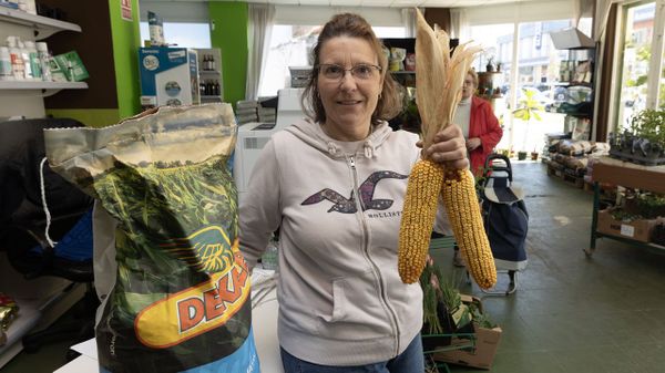 Venta de ma�z para siembra en el establecimiento Agromens, en Carballo
