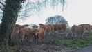 Ganado vacuno en la parroquia de Nodar, una de las ms importantes en el proyecto de permuta de tierras agrarias.