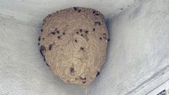 Nido de velutina en Monforte