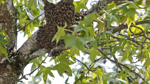 Varias velutinas acechan un enjambre de abejas.