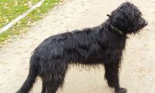 Coco desapareci� en Lugo el pasado 26 de octubre