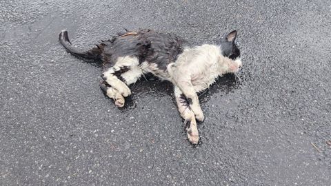 El gato envenenado en San Amaro