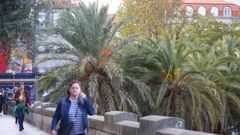 Las palmeras de la plaza de la estaci�n estaban incluidas en el cat�logo