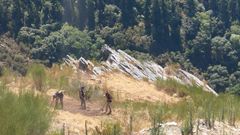Trabajos de desbroce previos a las nuevas excavaciones en el castro de Penas do Castelo